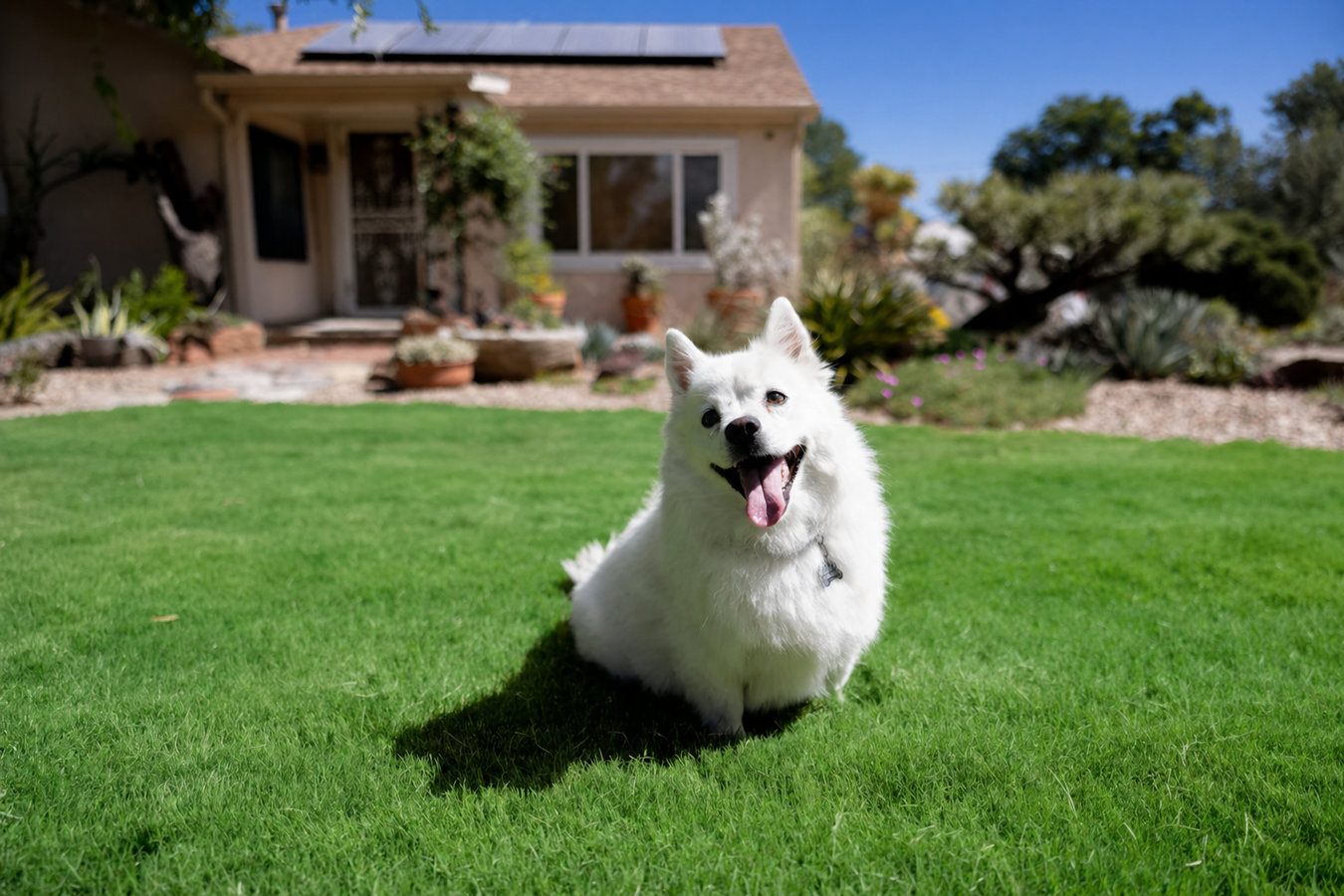 Pet-friendly turf in San Bruno, CA